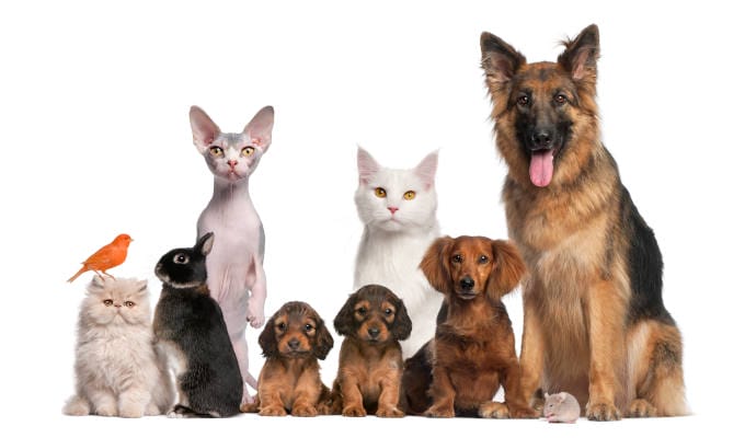 Group of pets: dog, cat, bird, rabbit